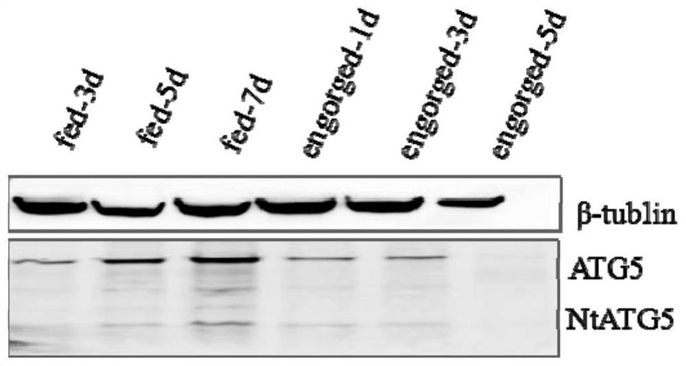 Tick ​​autophagy-related protein molecule atg5 and its application