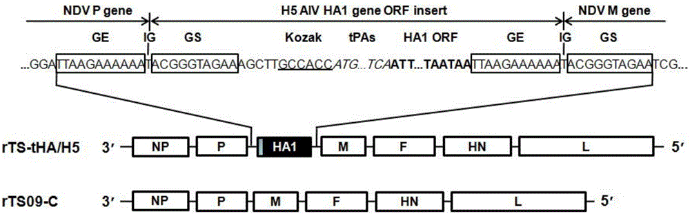 Recombinant Newcastle disease heat-resistant vaccine strain for expression of signal peptide-replaced H5 subtype avian influenza virus HA protein and preparation method thereof
