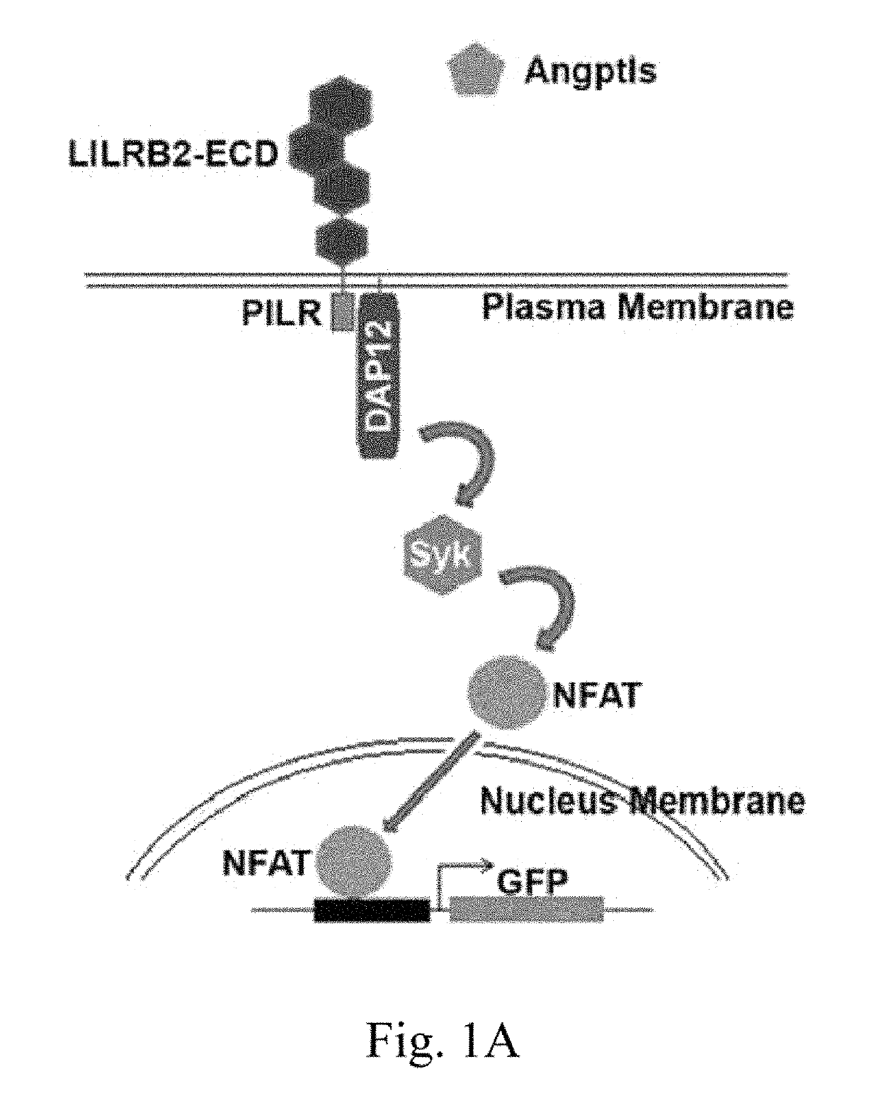 LILRB2 and notch-mediated expansion of hematopoietic precursor cells