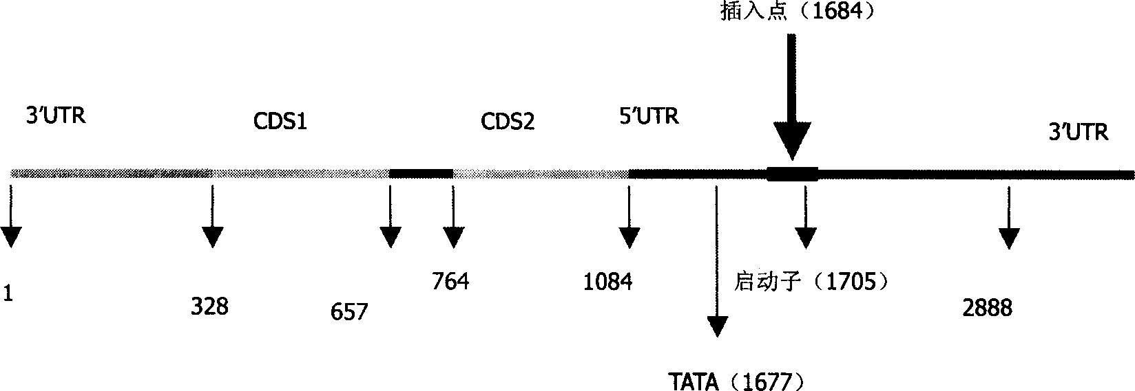 Paddy rice tip flower dereloped new gene Dhl and its clone method