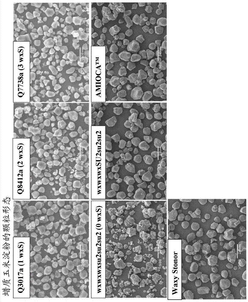 Compositions and methods for producing starch with novel functionality