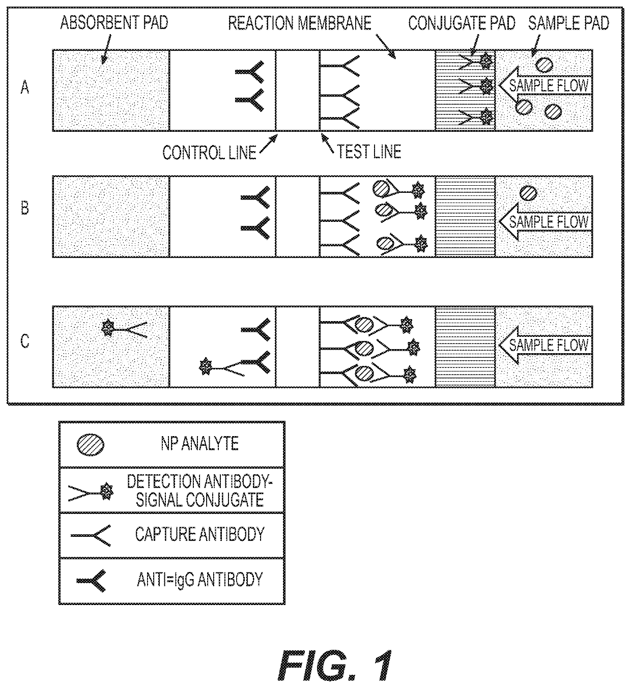 Antibody pairs for use in a rapid influenza b diagnostic test