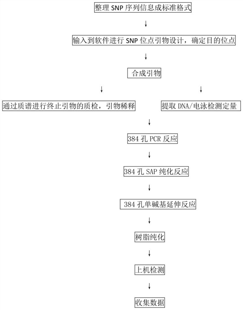 Primer Combination and Its Application for Detection of Skin Anti-Acne Ability Gene