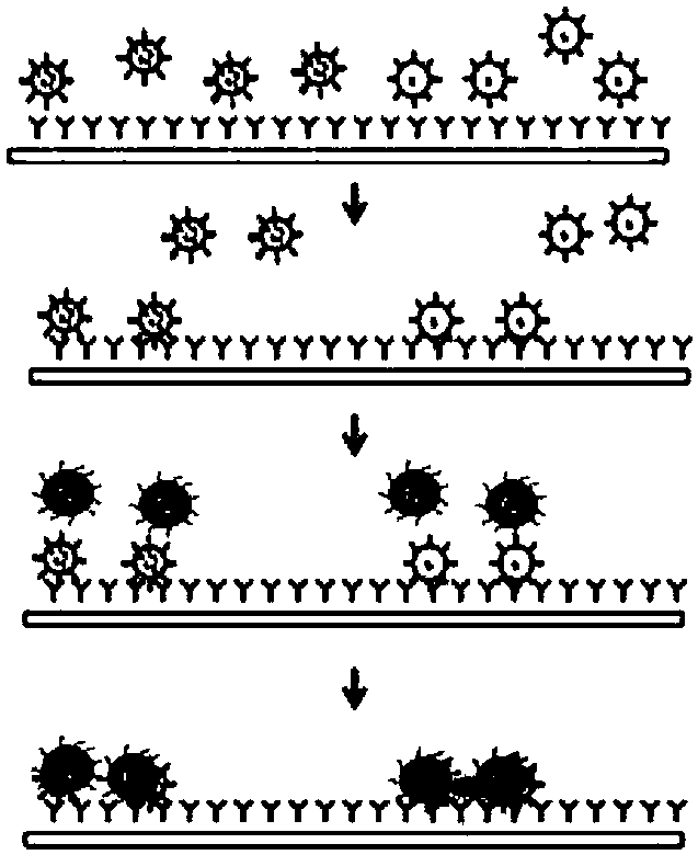 Manufacturing method and application of immunoliposome compound nanoparticle biochip