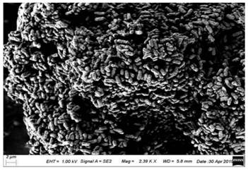 Bacillus amyloliquefaciens, bacteria agent and its application and method for degrading formaldehyde