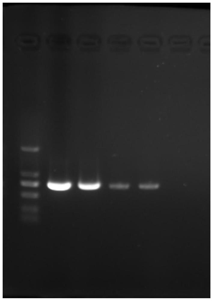 Embryo lysate and application thereof