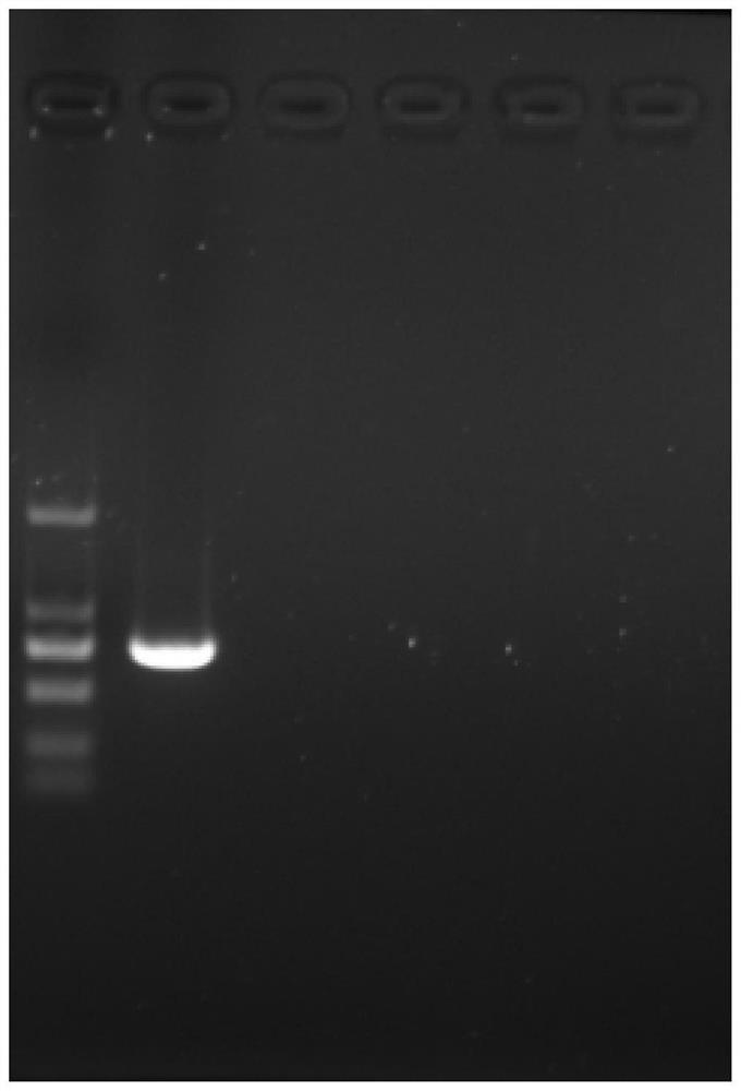 Embryo lysate and application thereof