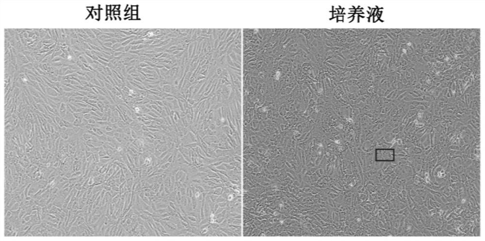 Culture method for enhancing functionality of hepatocytes and used hepatocyte culture solution