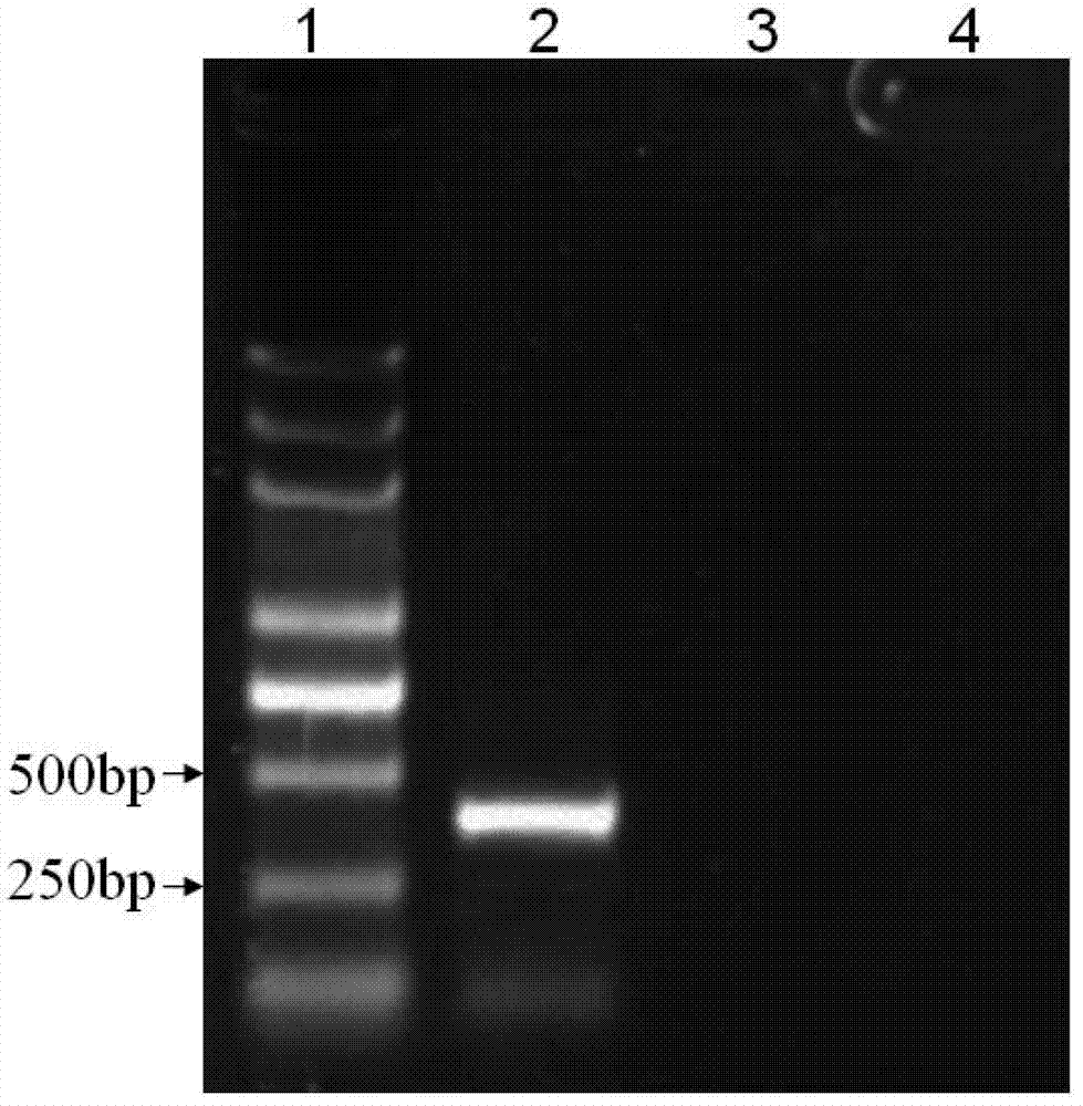 Specific primer pairs used for auxiliary identification of potato viruses and application thereof