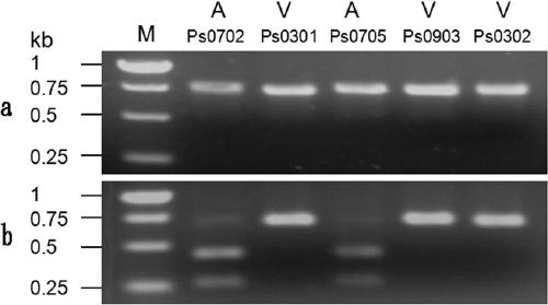 Molecular method for determining the pathogenicity of the Phytophthora soybean avirulence gene avr3a to the differential host l83-570