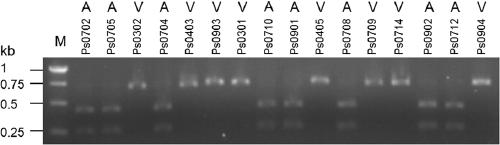 Molecular method for determining the pathogenicity of the Phytophthora soybean avirulence gene avr3a to the differential host l83-570