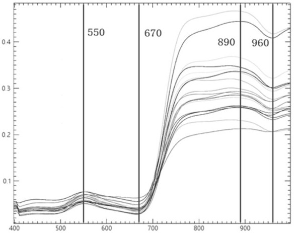 Method and system for improving tree species identification accuracy based on hyperspectral resolution adjustment