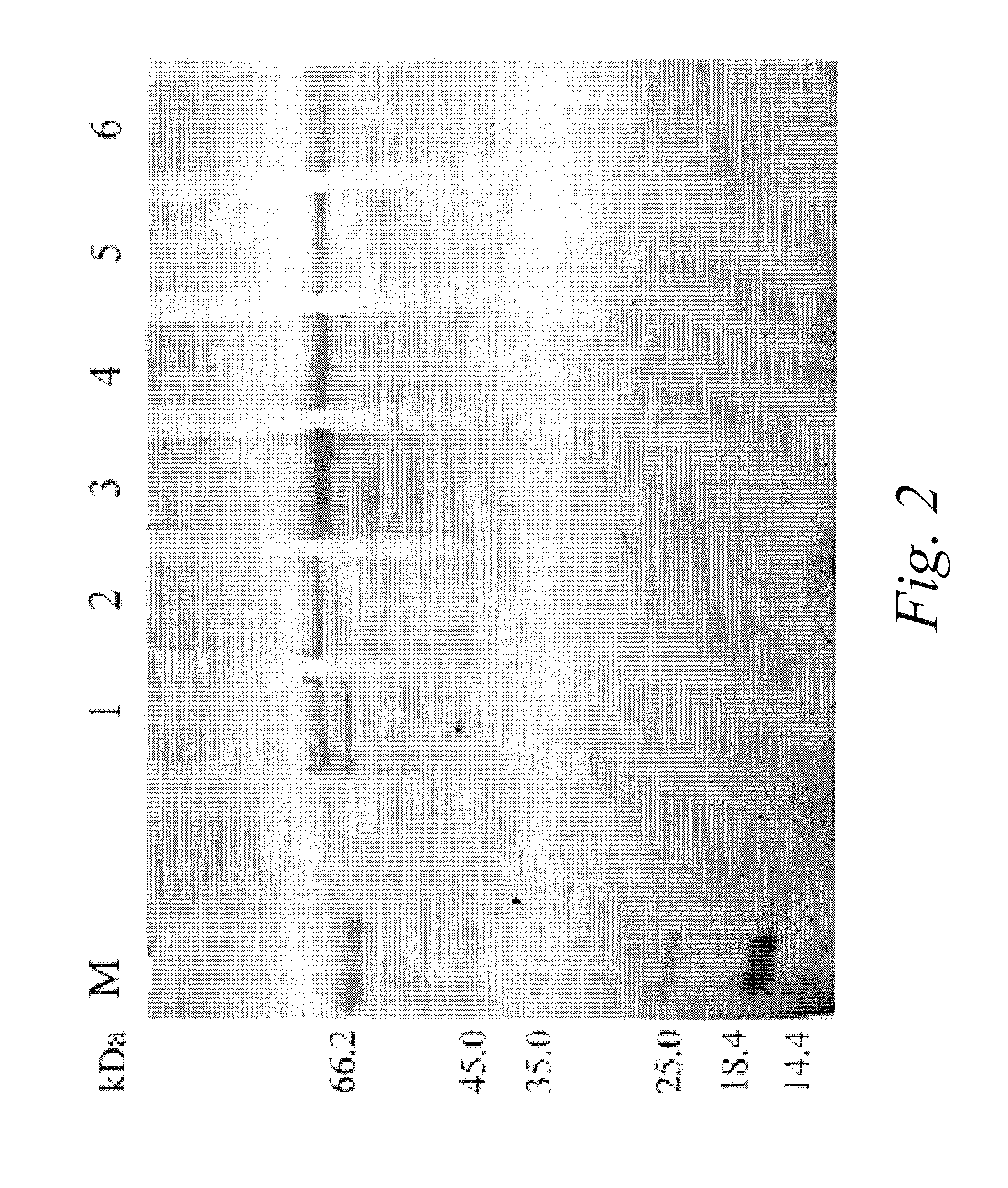 Process for differential polypeptides detection and uses thereof
