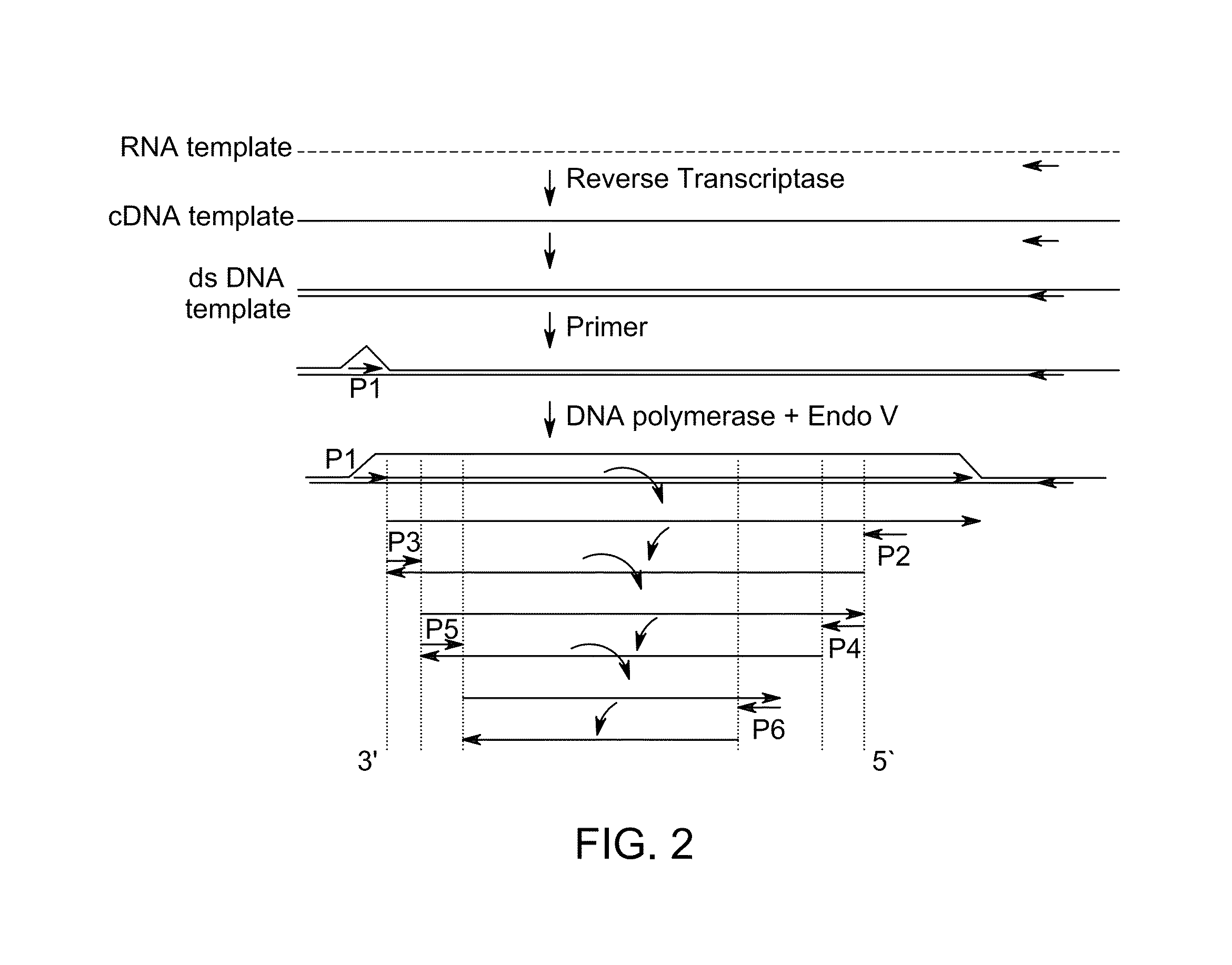 Kit for isothermal DNA amplification starting from an RNA template