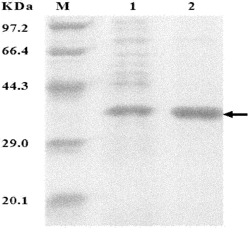 Novel esterase and application thereof