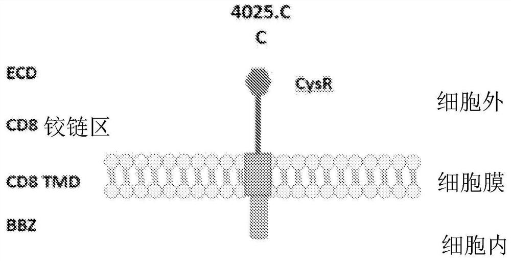 Compositions and methods of phospholipase a2 receptor chimeric autoantibody receptor t cells