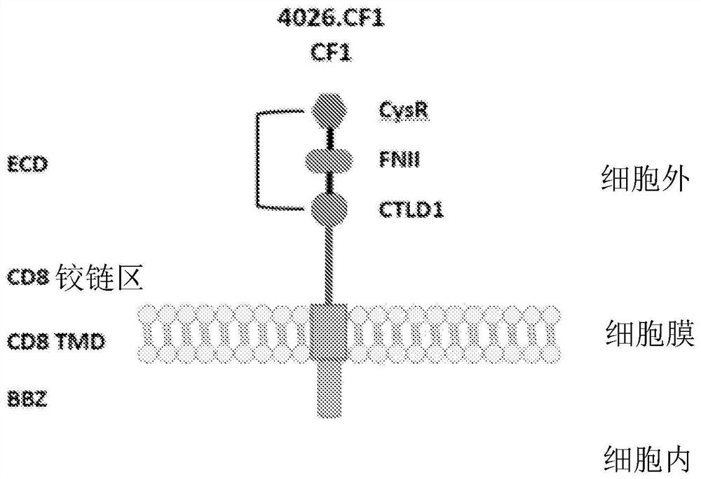 Compositions and methods of phospholipase a2 receptor chimeric autoantibody receptor t cells