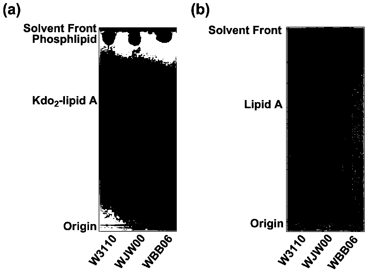 Gene engineering bacterium capable of producing Kdo2-lipid A, construction method and applications thereof