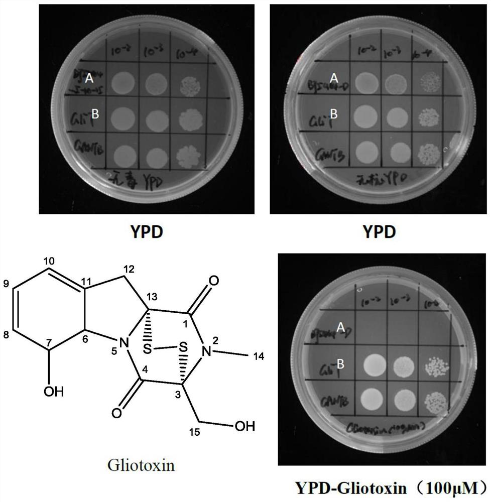 Oxidoreductase GliT and application thereof in resisting mycotoxins