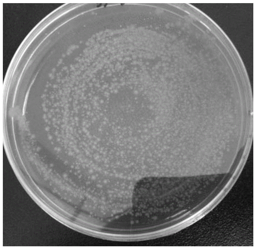 Lactobacillus curvatus and pharmaceutical application thereof