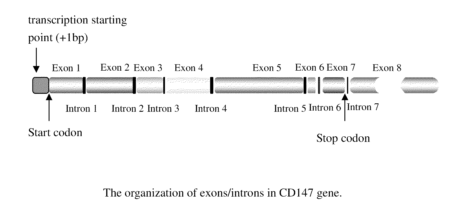 Crystal structure of cd147 extracellular region and use thereof