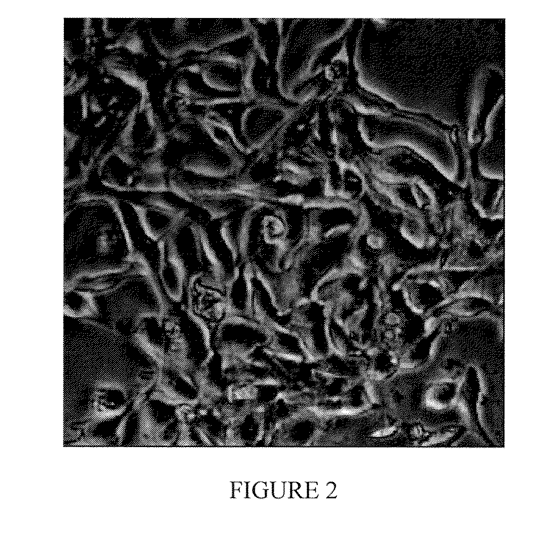 Drug Discovery Methods Involving A Preclinical, In Vitro Isolated Gastrointestinal Epithelial Stem Cell-Like Progenitor Cell System