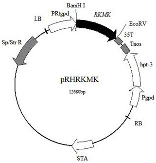 Mevalonate kinase gene RKMK and application thereof