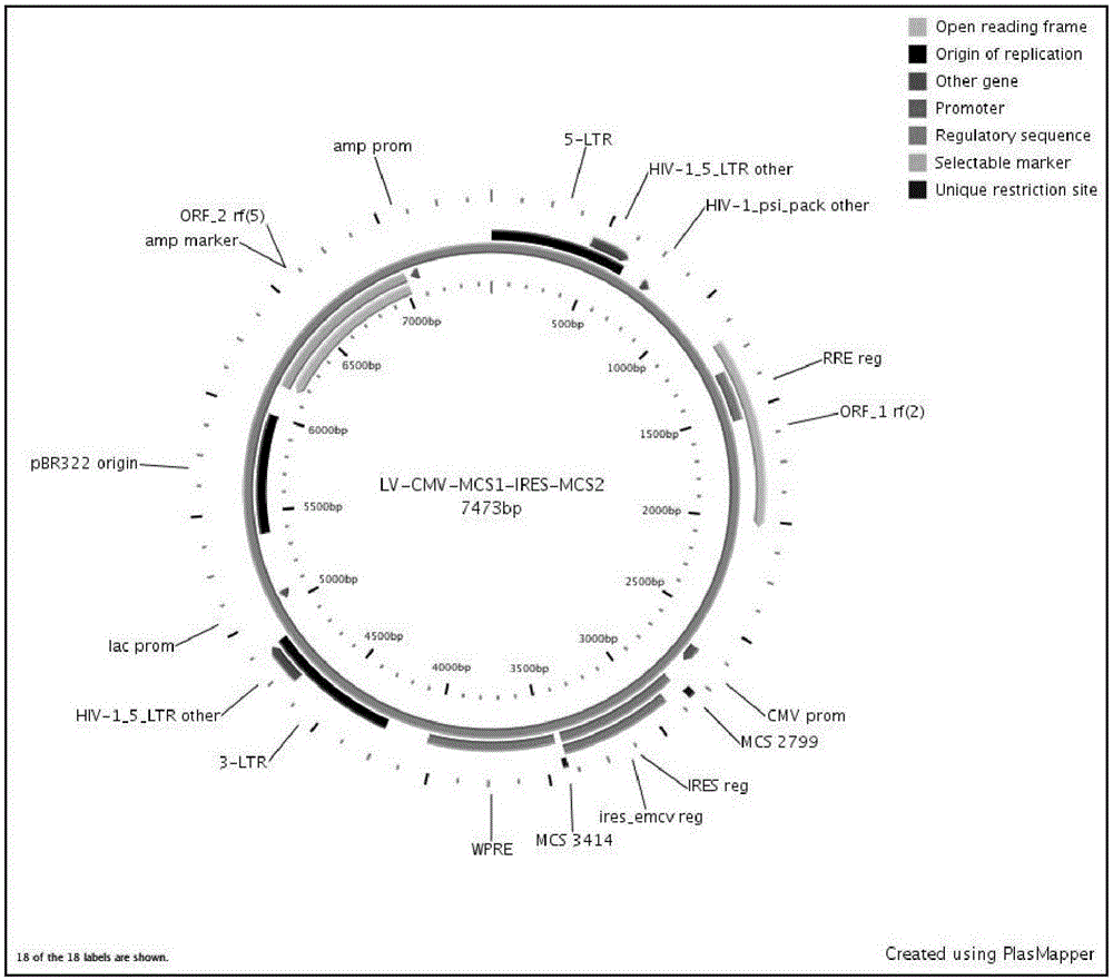 Construction and application of multiple-reading frame non-integrative lentiviral vector