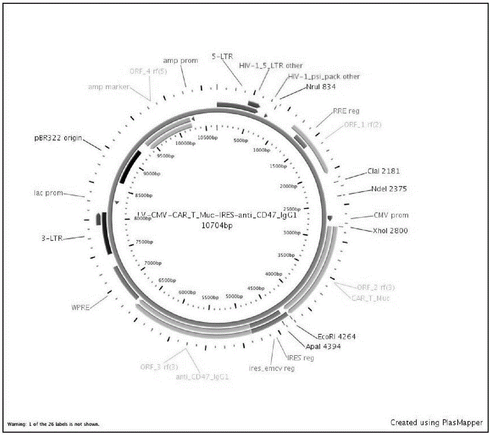 Construction and application of multiple-reading frame non-integrative lentiviral vector