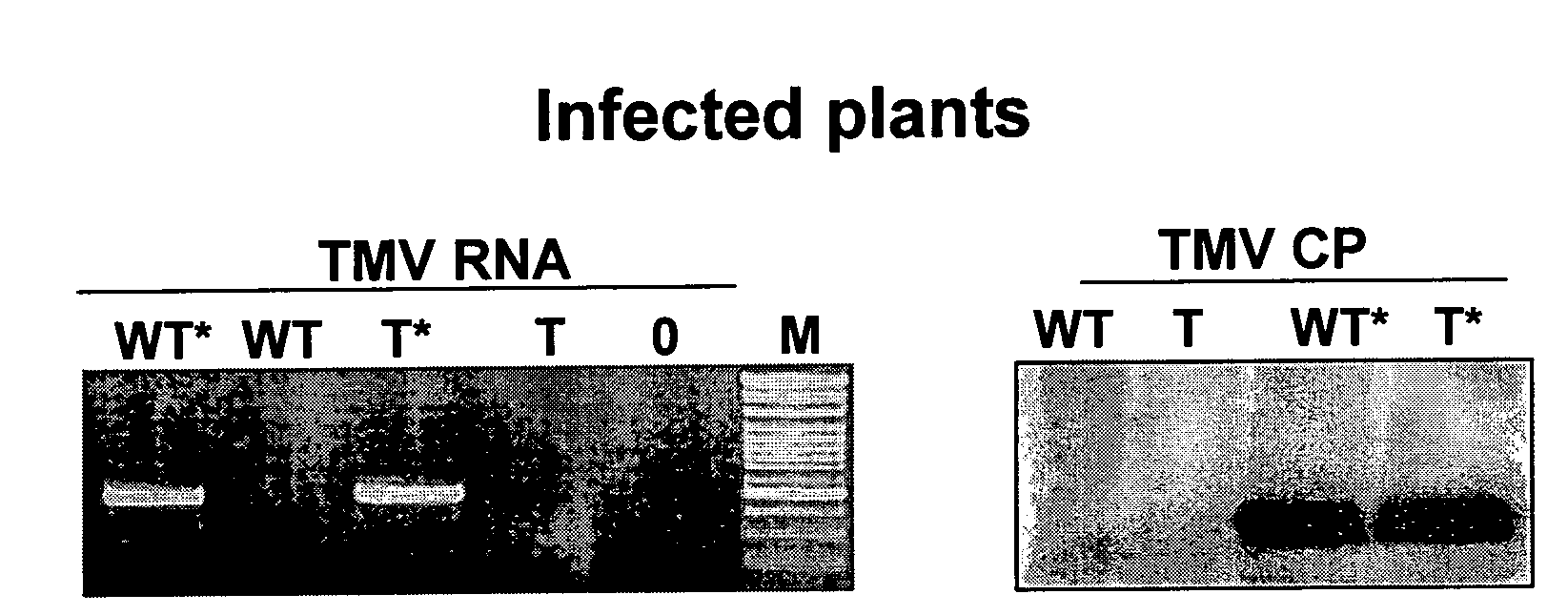 Virus tolerant plants and methods of producing same