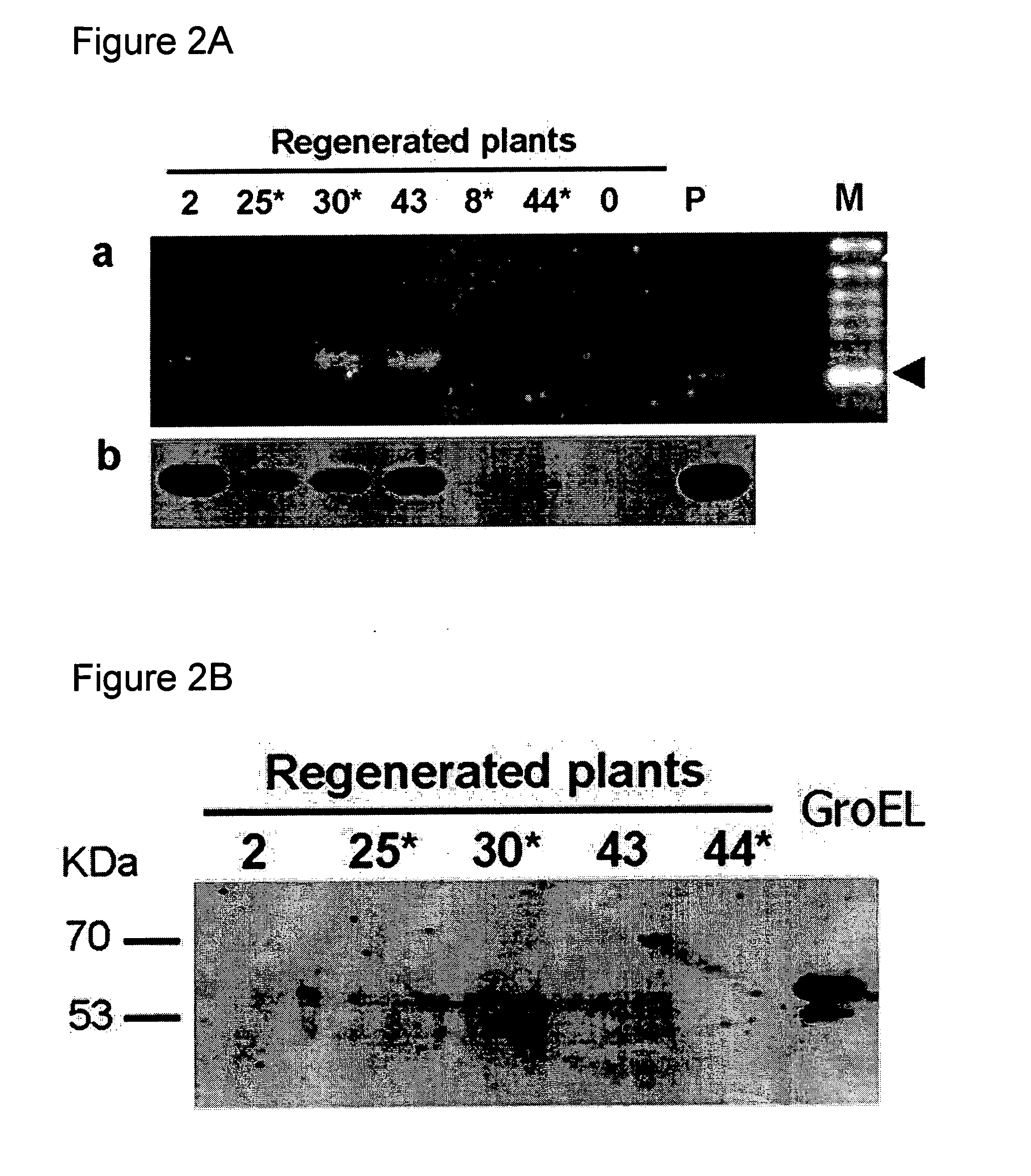 Virus tolerant plants and methods of producing same