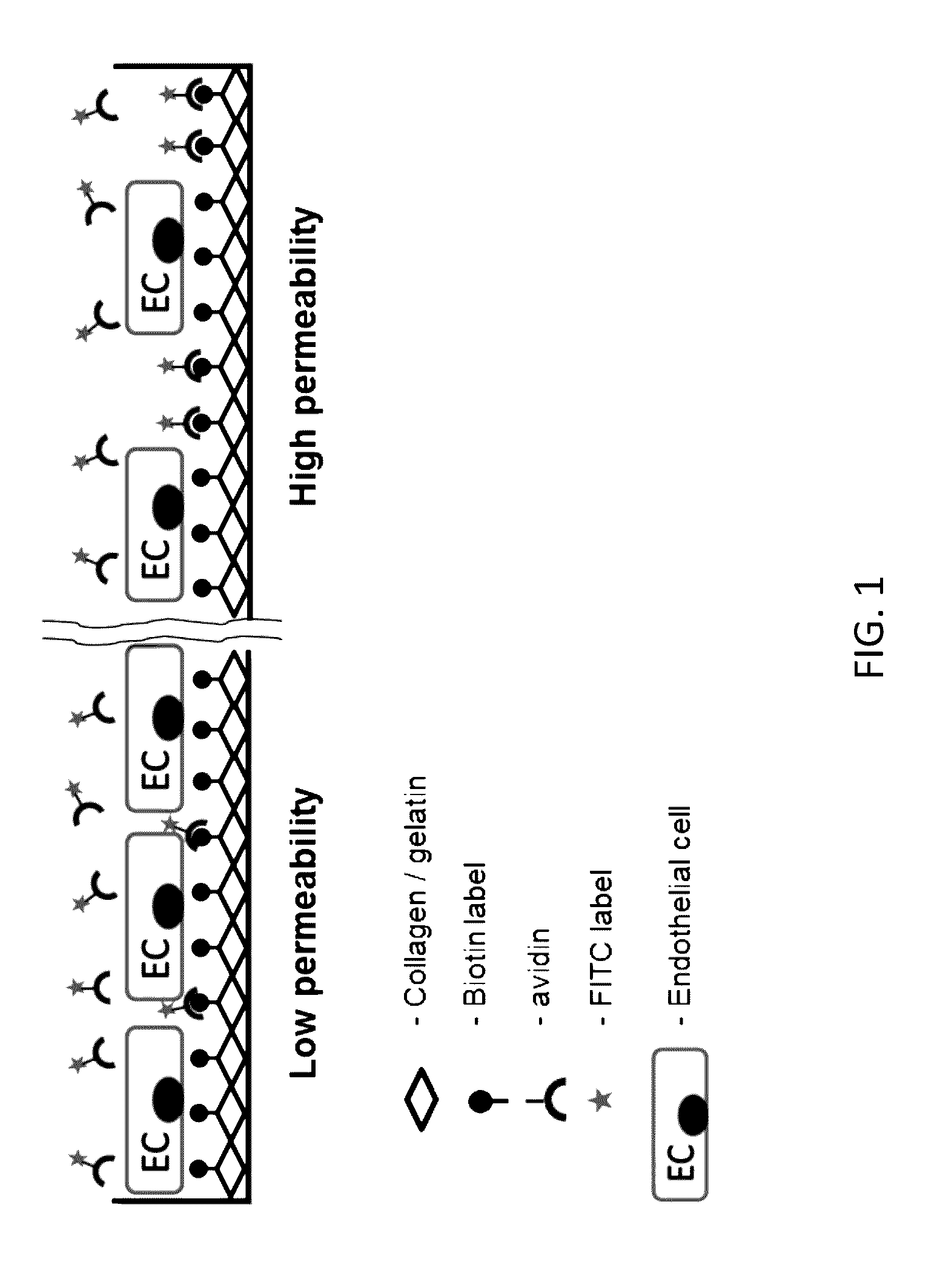 Methods and compositions for measuring cell permeability