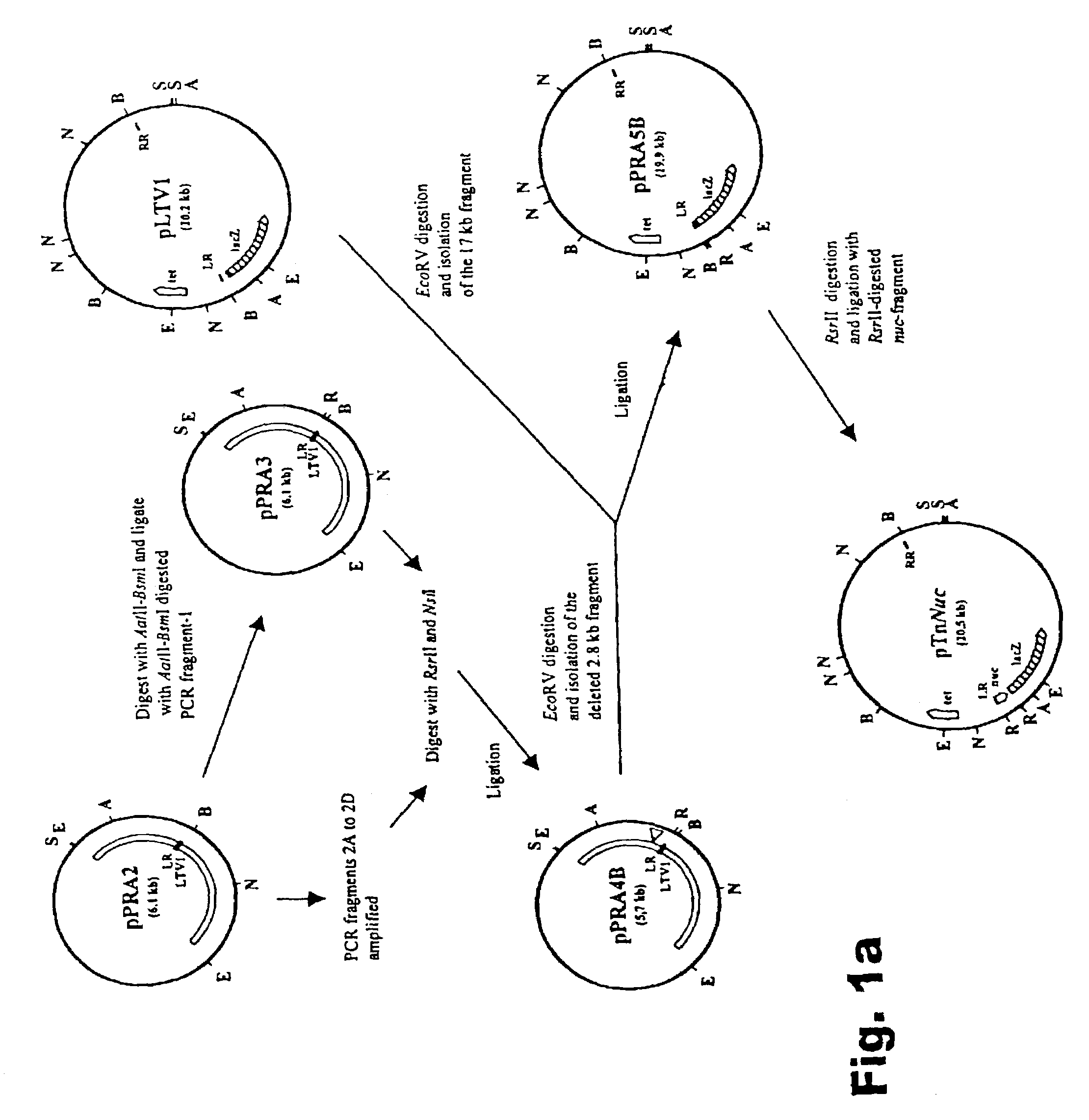 Method of isolating secretion signals in lactic acid bacteria and novel secretion signals isolated from Lactococcus lactis
