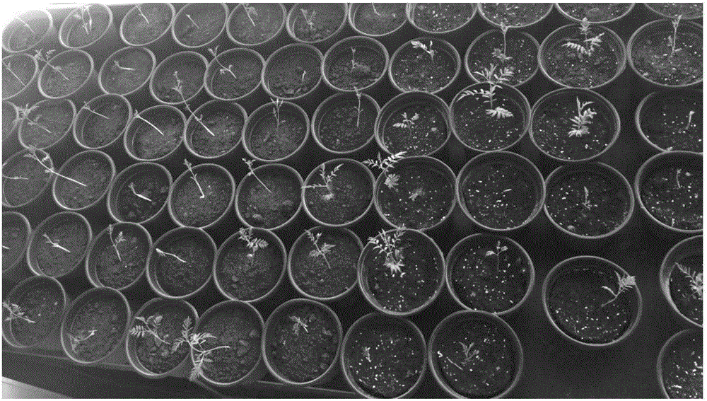 Germination accelerating method for rapidly relieving dormancy of xanthoceras sorbifolia seeds