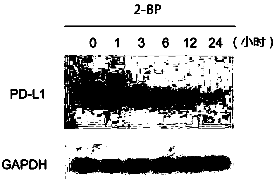 PD-L1 inhibitor and preparation method thereof