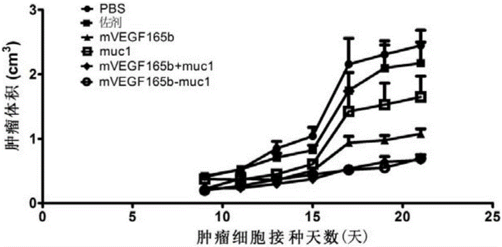 Antitumor vaccine, encoding gene, expression vector, expression engineering bacteria and application of targeted VEGF and mucin1