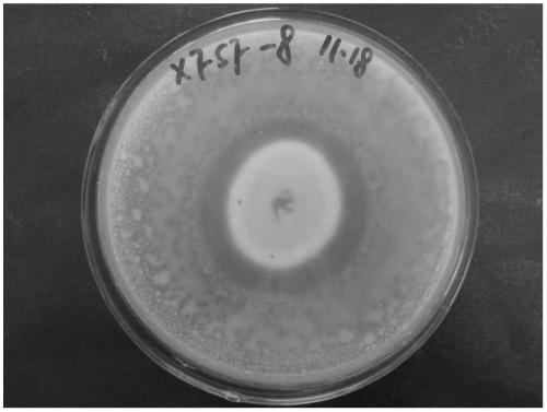 A kind of Penicillium xfsf-8 strain for preventing and treating tobacco bacterial wilt and its application