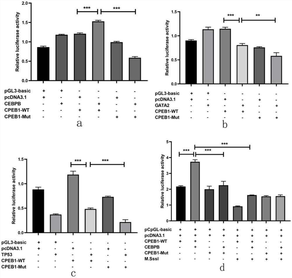 Method for regulating CPEB1 gene expression by combining transcription factor CEBPB with CPEB1 gene promoter region