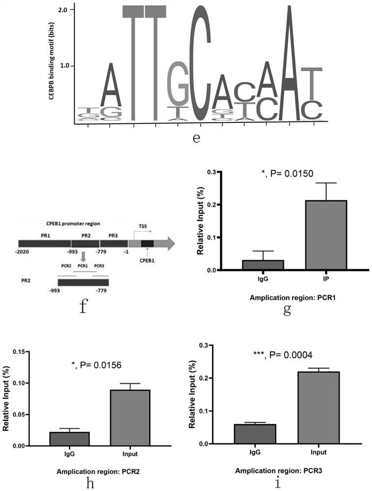 Method for regulating CPEB1 gene expression by combining transcription factor CEBPB with CPEB1 gene promoter region