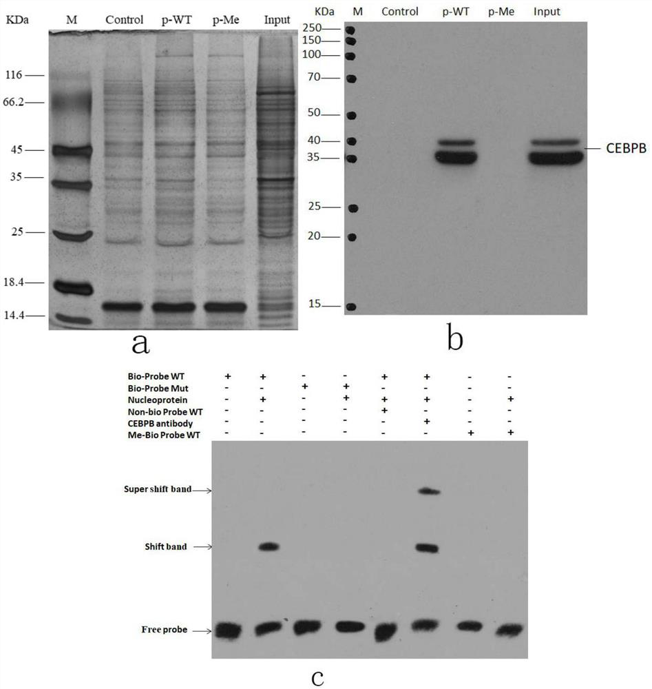 Method for regulating CPEB1 gene expression by combining transcription factor CEBPB with CPEB1 gene promoter region