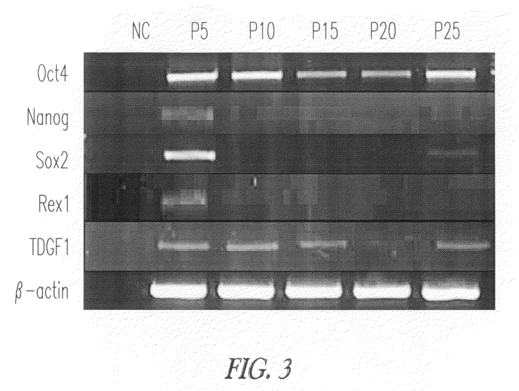 Xeno-free culture conditions for human embryonic stem cells and methods thereof