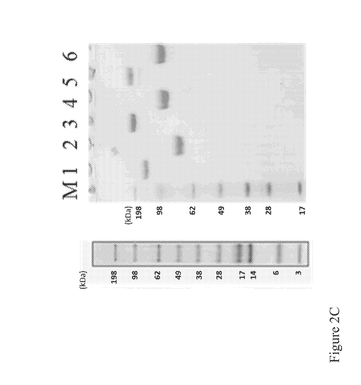 Fusion protein comprising a ligand binding domain of VEGF and pdgf