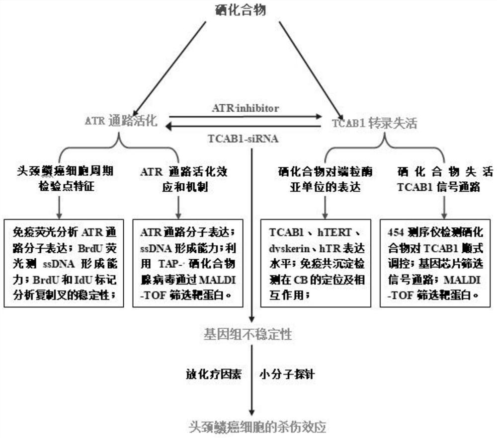 Head and neck squamous cell carcinoma treatment molecular probe and application