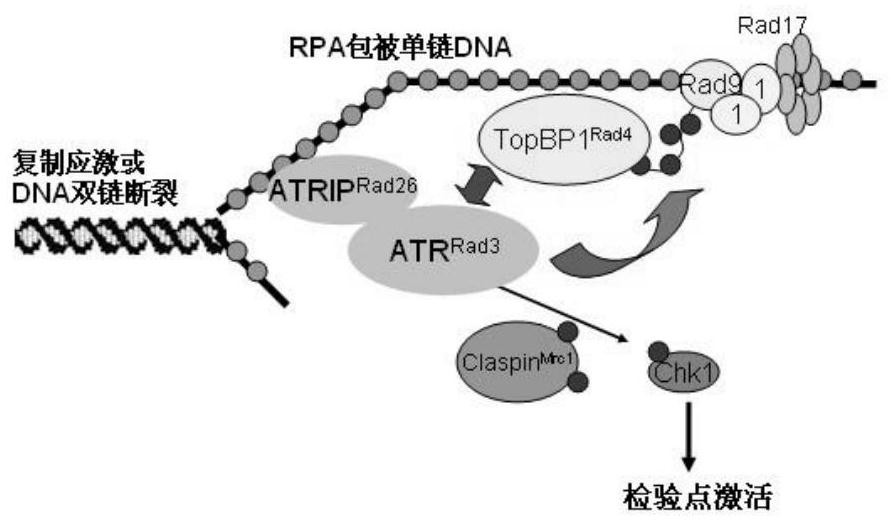 Head and neck squamous cell carcinoma treatment molecular probe and application