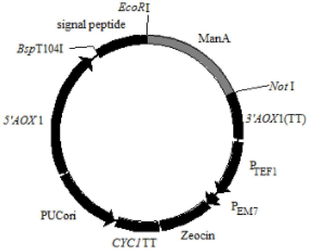 A modified signal peptide that guides the secretion and expression of thermostable mannanase, recombinant plasmid, genetically engineered bacteria, production method and application