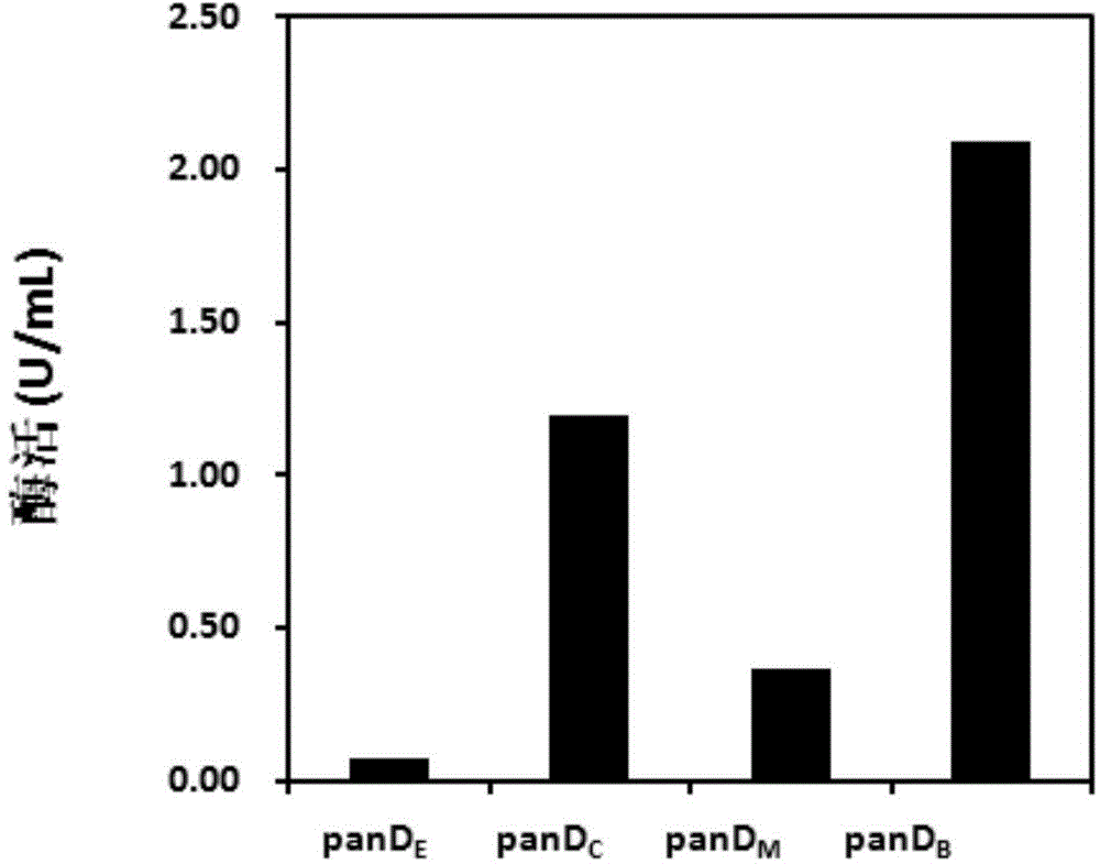 Engineering bacteria and method for producing beta-alanine