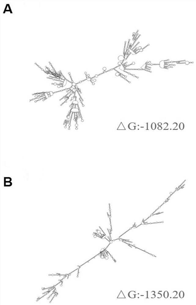 Adenovirus vector recombinant new coronavirus B.1.617.2 variant vaccine and application thereof