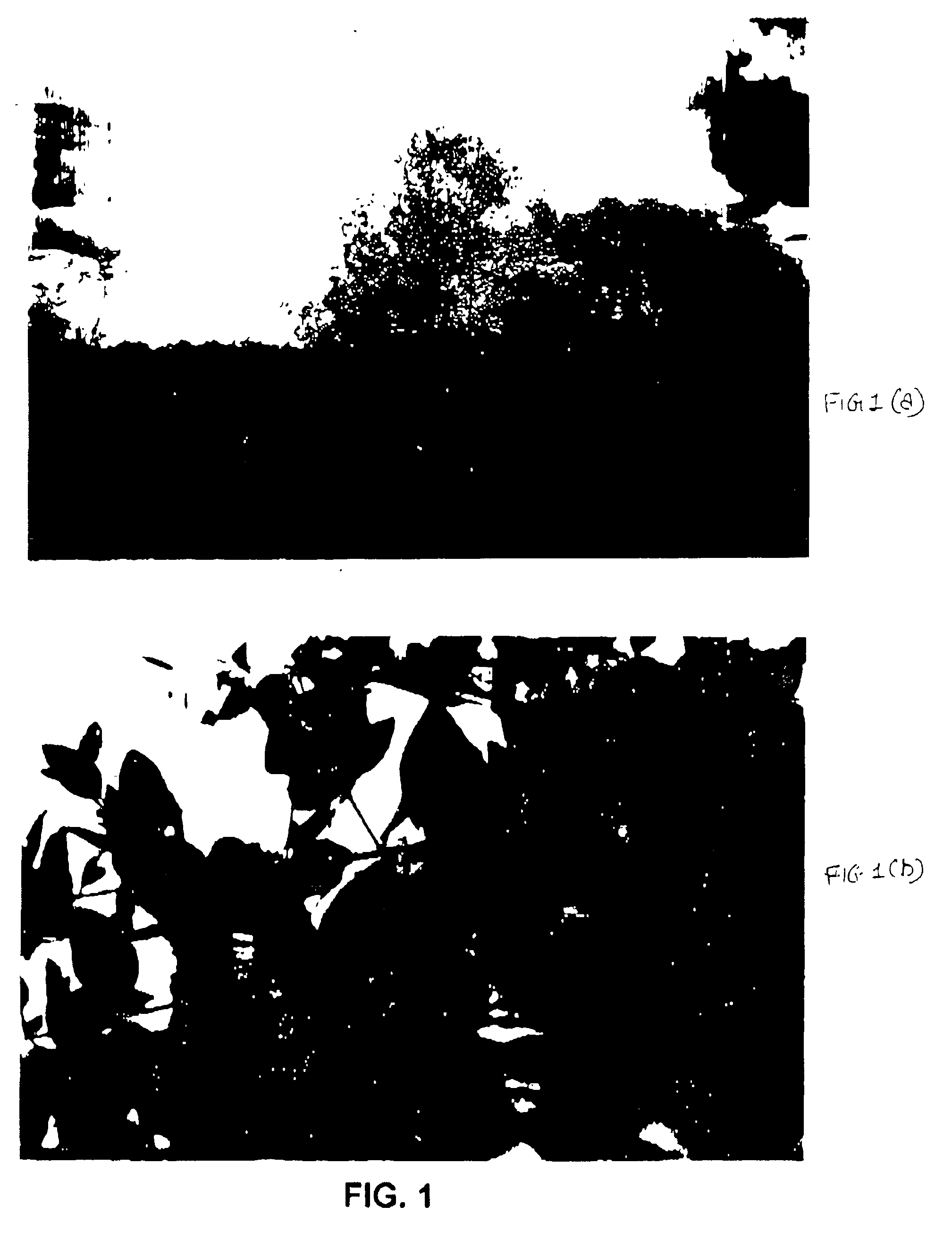 Method for extraction and purification of biologically useful molecules from a mangrove plant Salvadora persica L