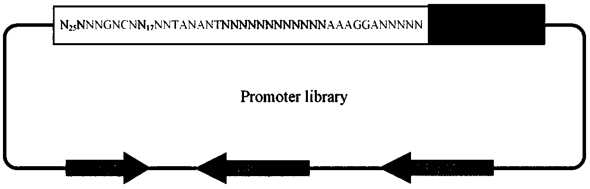 Corynebacterium glutamicum artificial promoter library