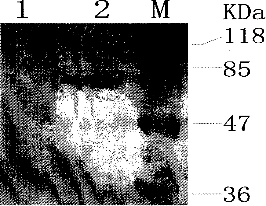 Polypeptide vaccine for resisting multiple hypotype avian influenza viruses and preparation method thereof